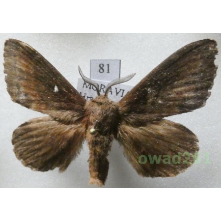 Dendrolimus pini (Linnaeus, 1758) male Barczatka sosnówka Czech81